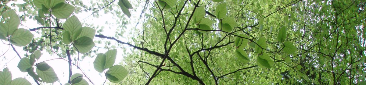 Kara Doyle uilleann piper
